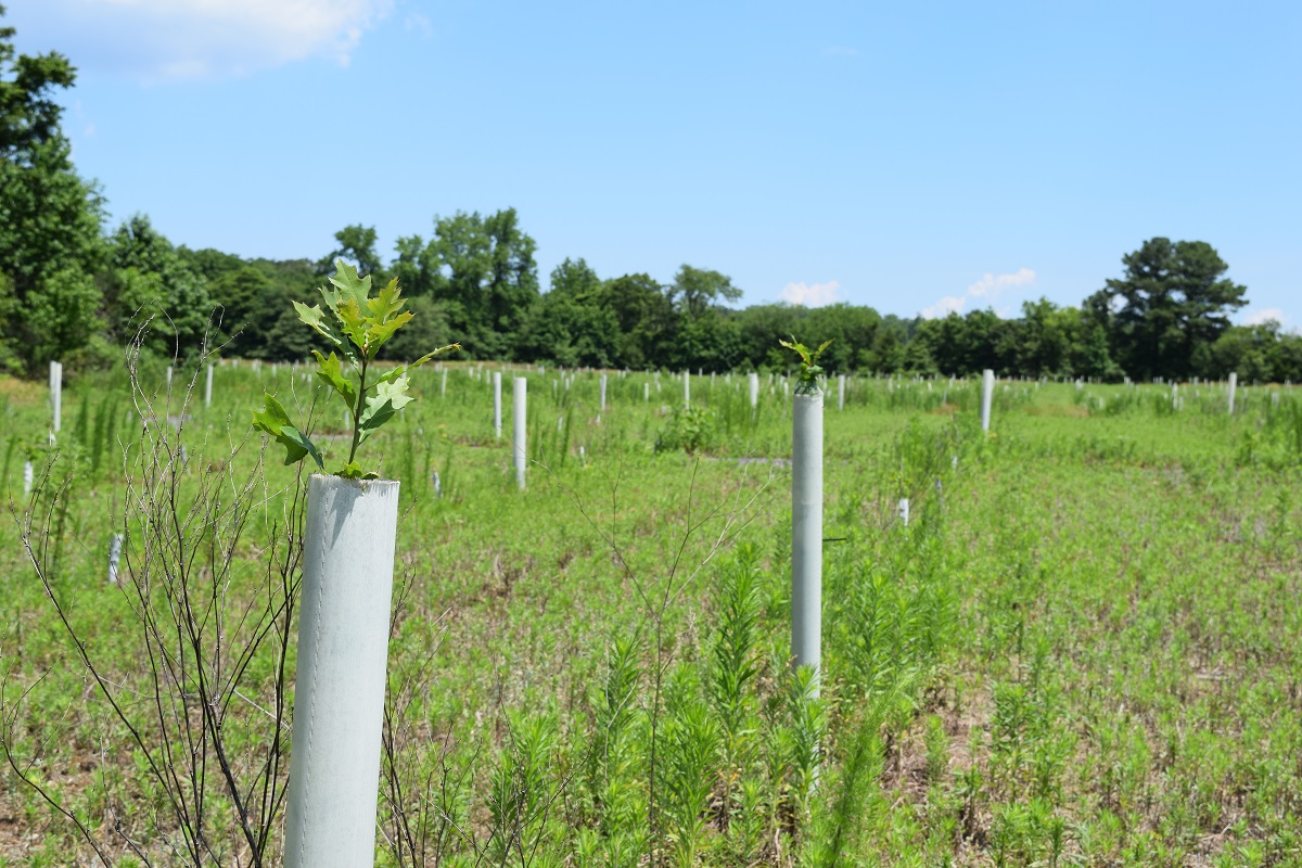 A small tree grows through the top of a plastic white tree tube in a reforestation site at McCabe Preserve.
