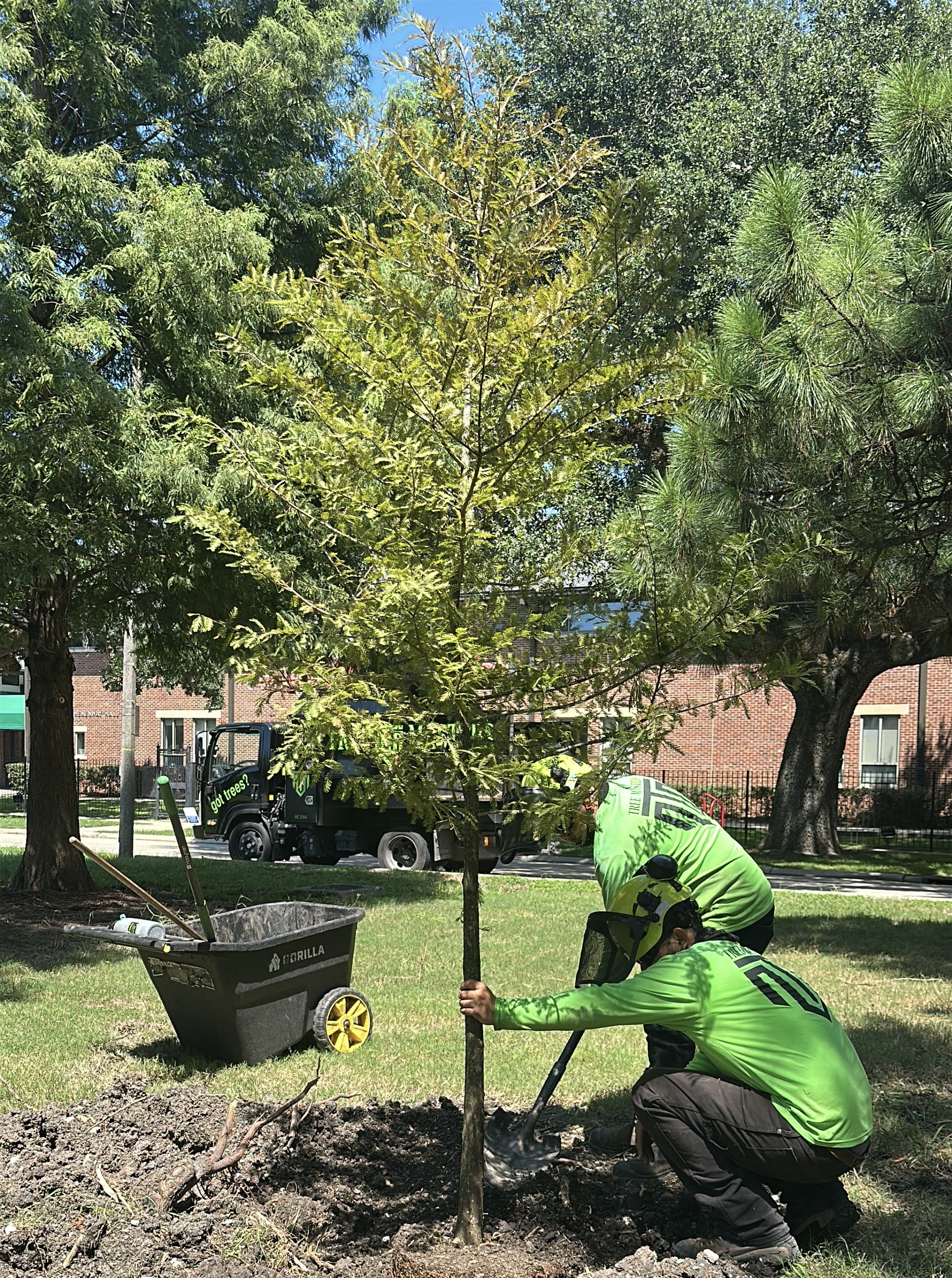 A person wearing a hardhat plants a tree in a local park.