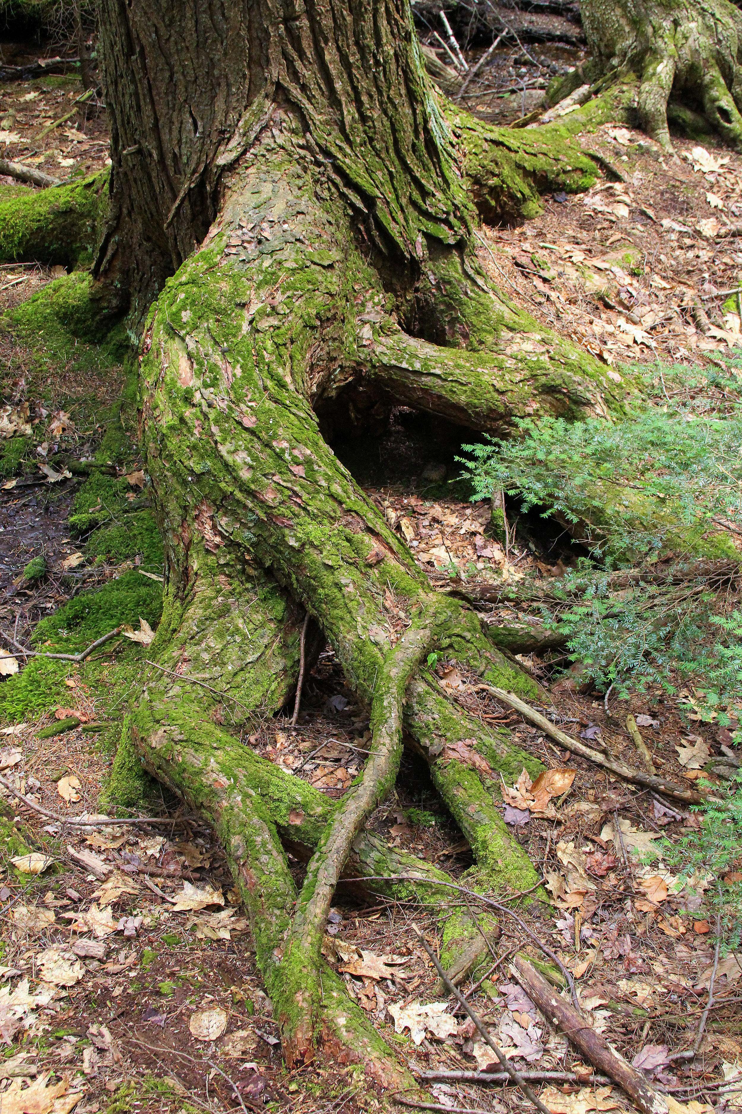 A large tree with twisted roots.