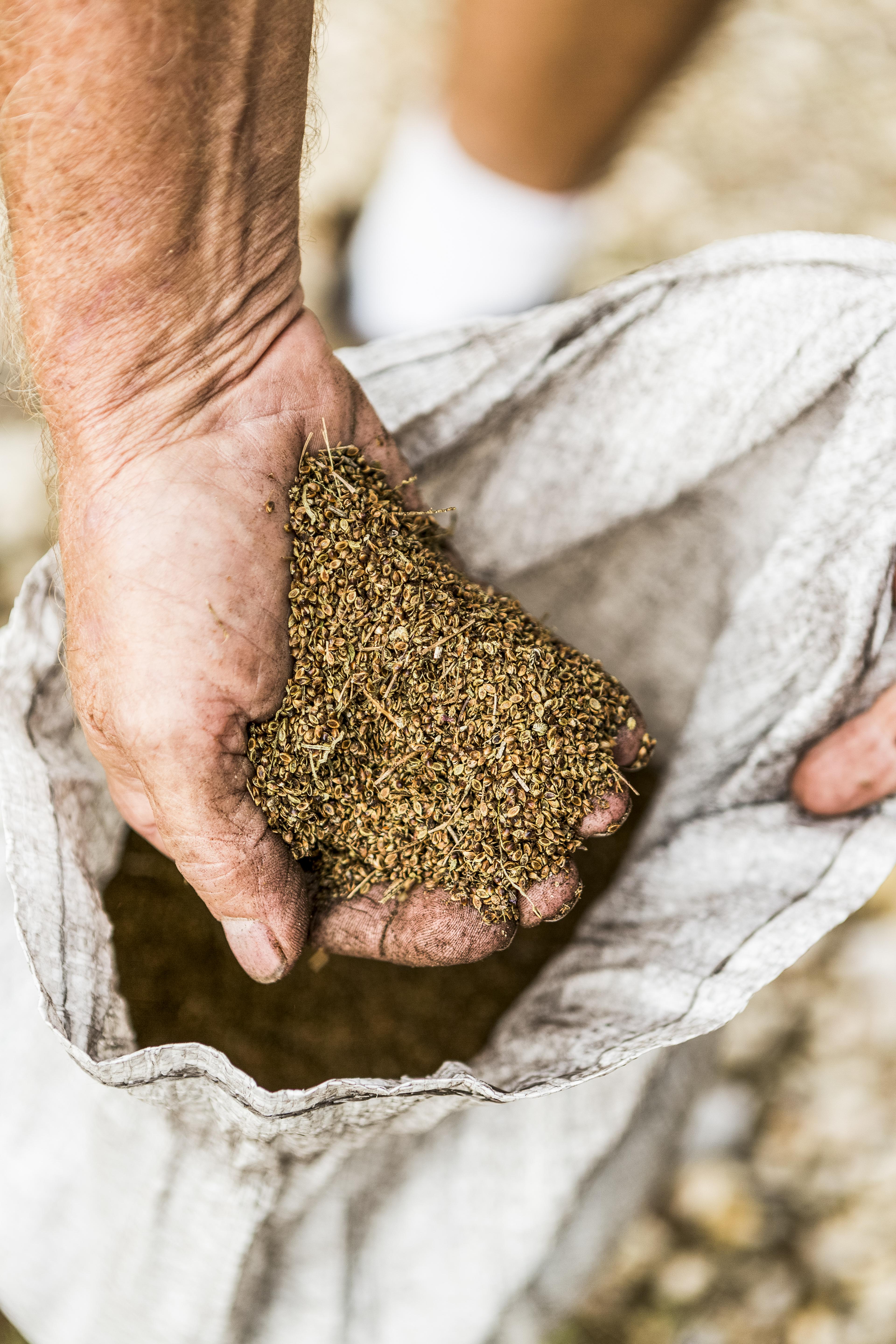 Closeup of a hand holding harvested seed from a bag.