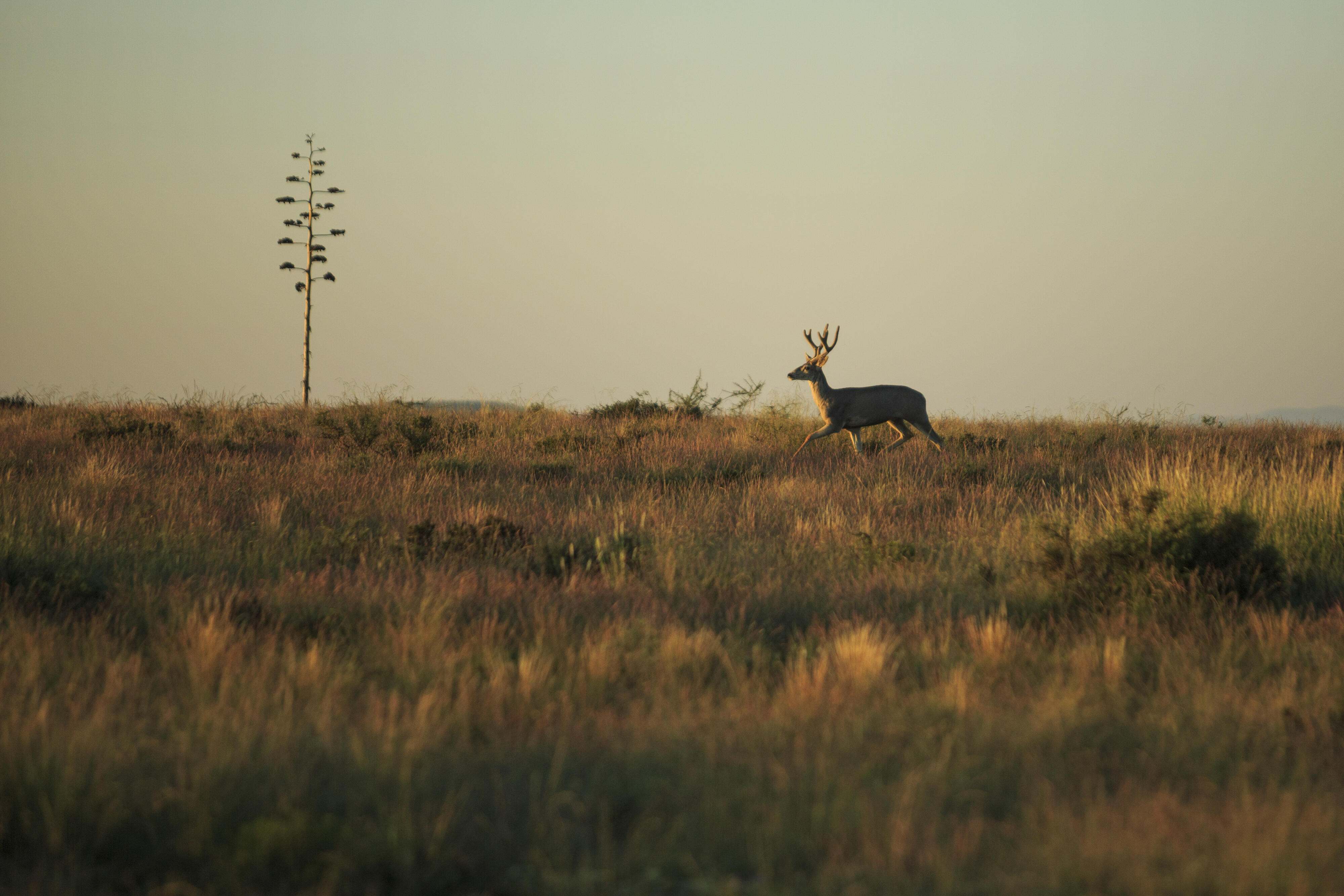 A deer runs across a field of grass.