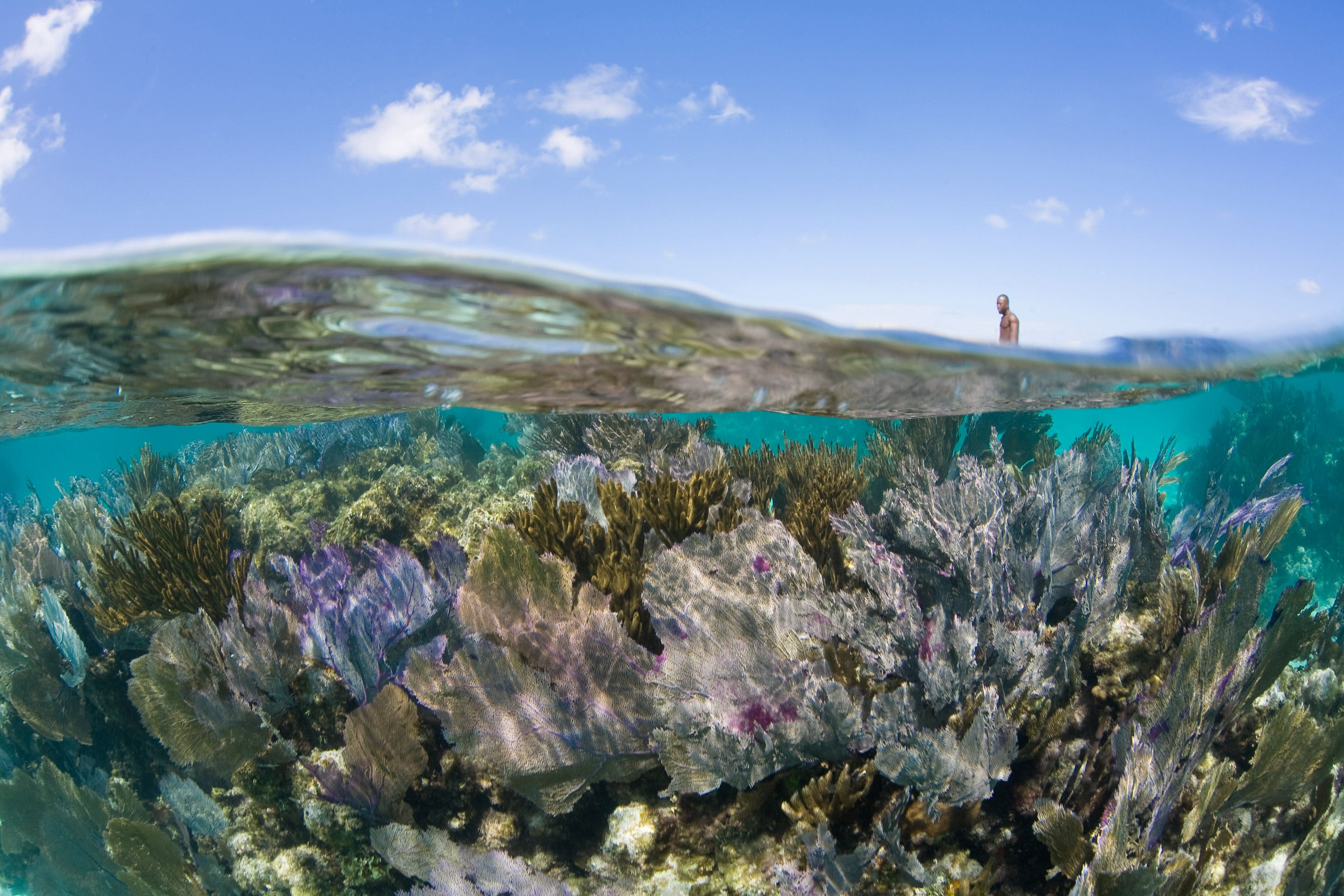 Split view of corals growing under the surface of clear water and the sky above.