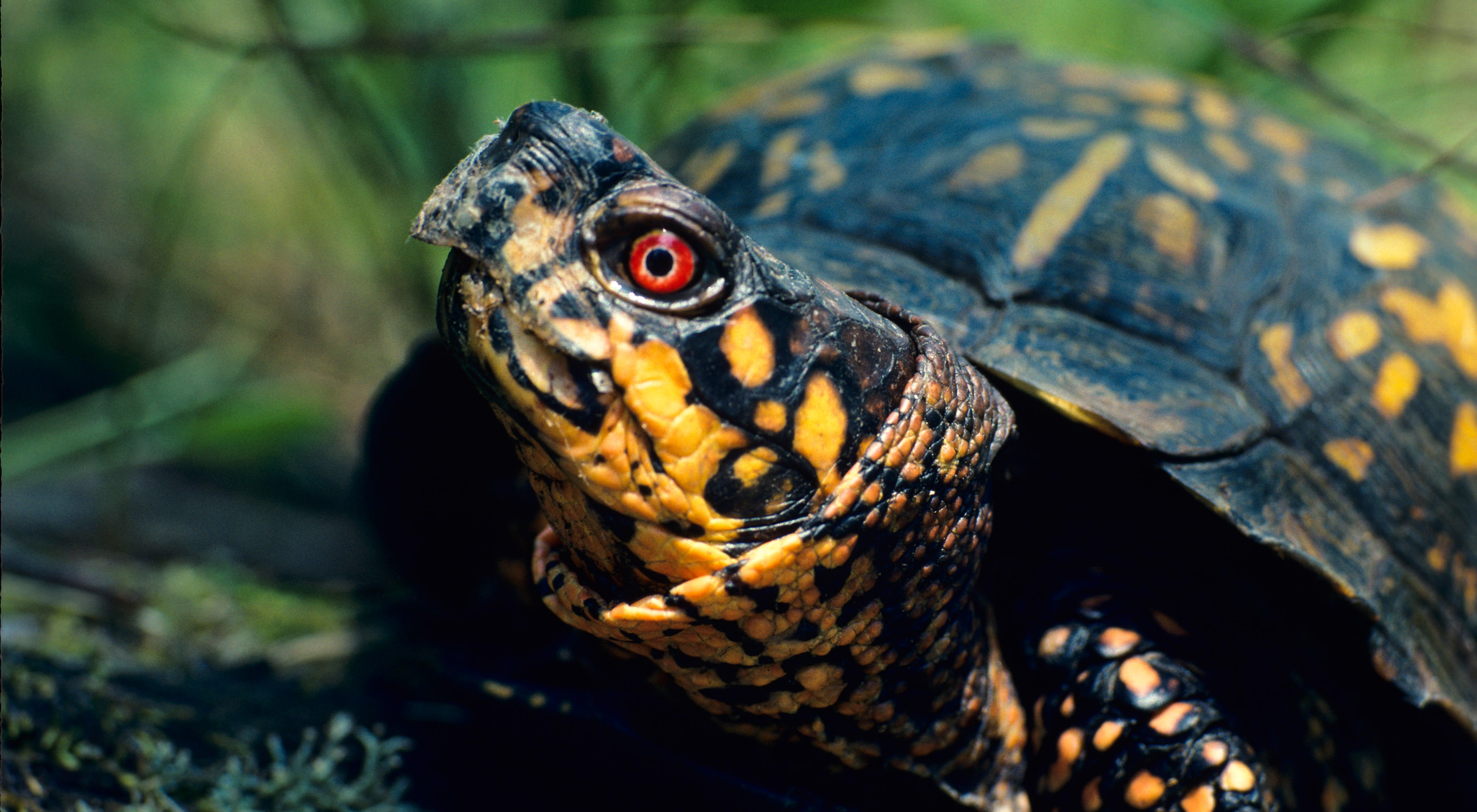 A box turtle with a brown and yellow shell and a red eye looks up to the left with greenery in the background.
