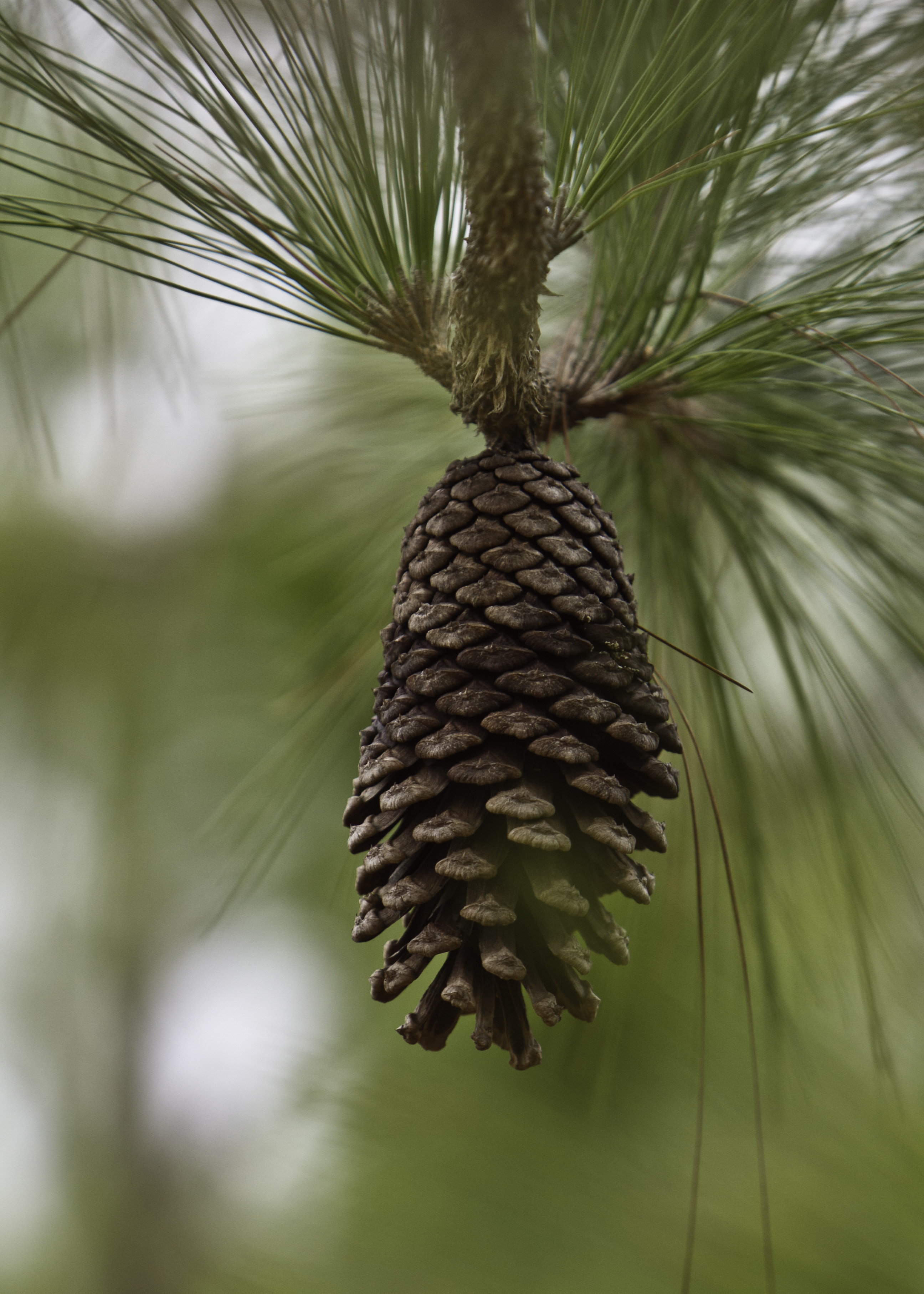 A close-up of a pine cone hanging from a pine tree. 