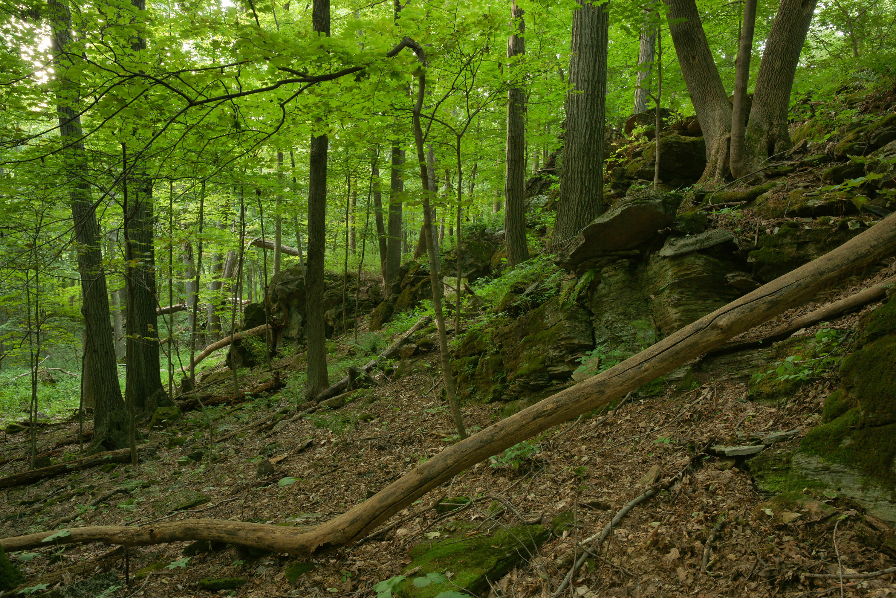 A mossy path curves through a forest.