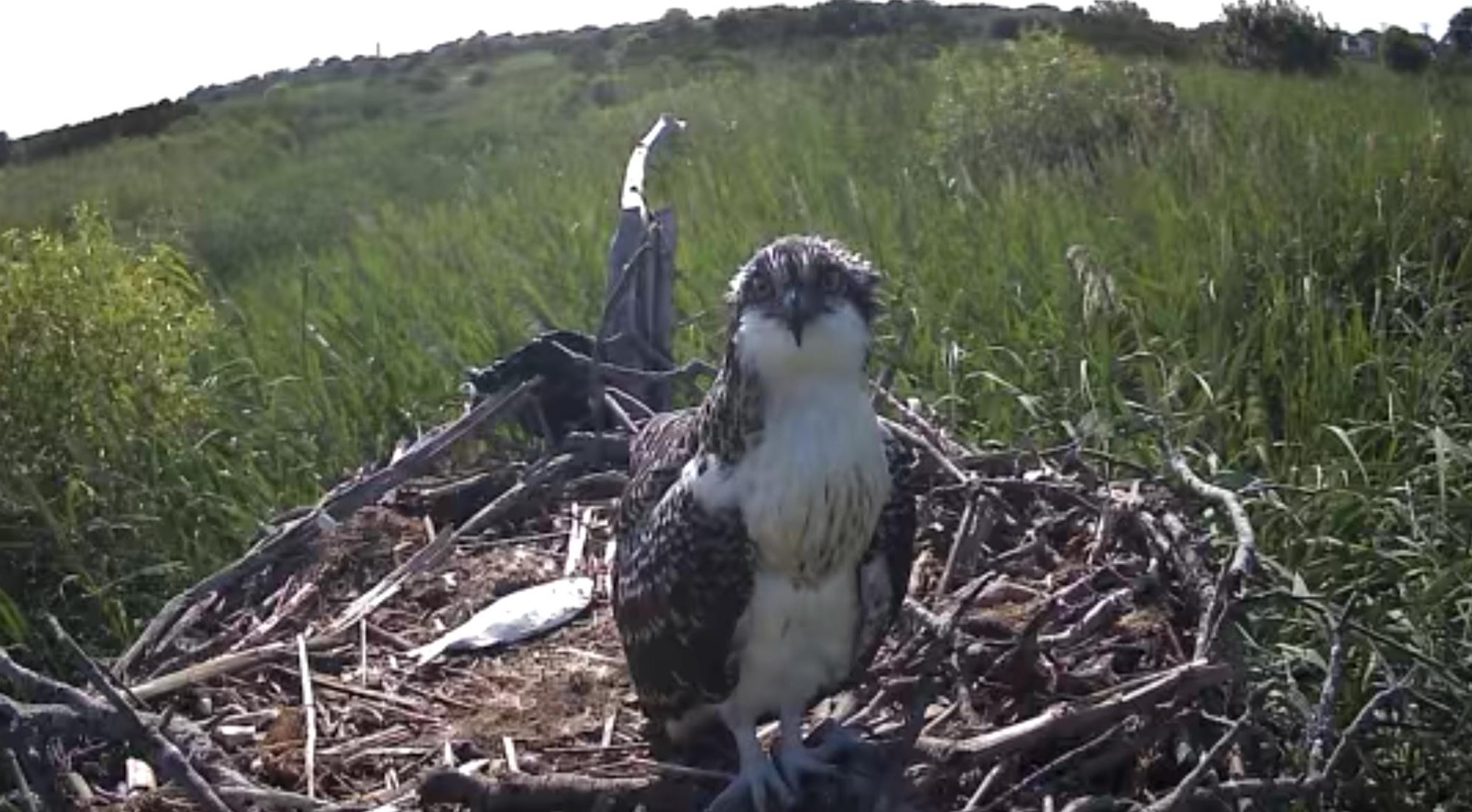 Osprey chick on nest looks directly at the camera.