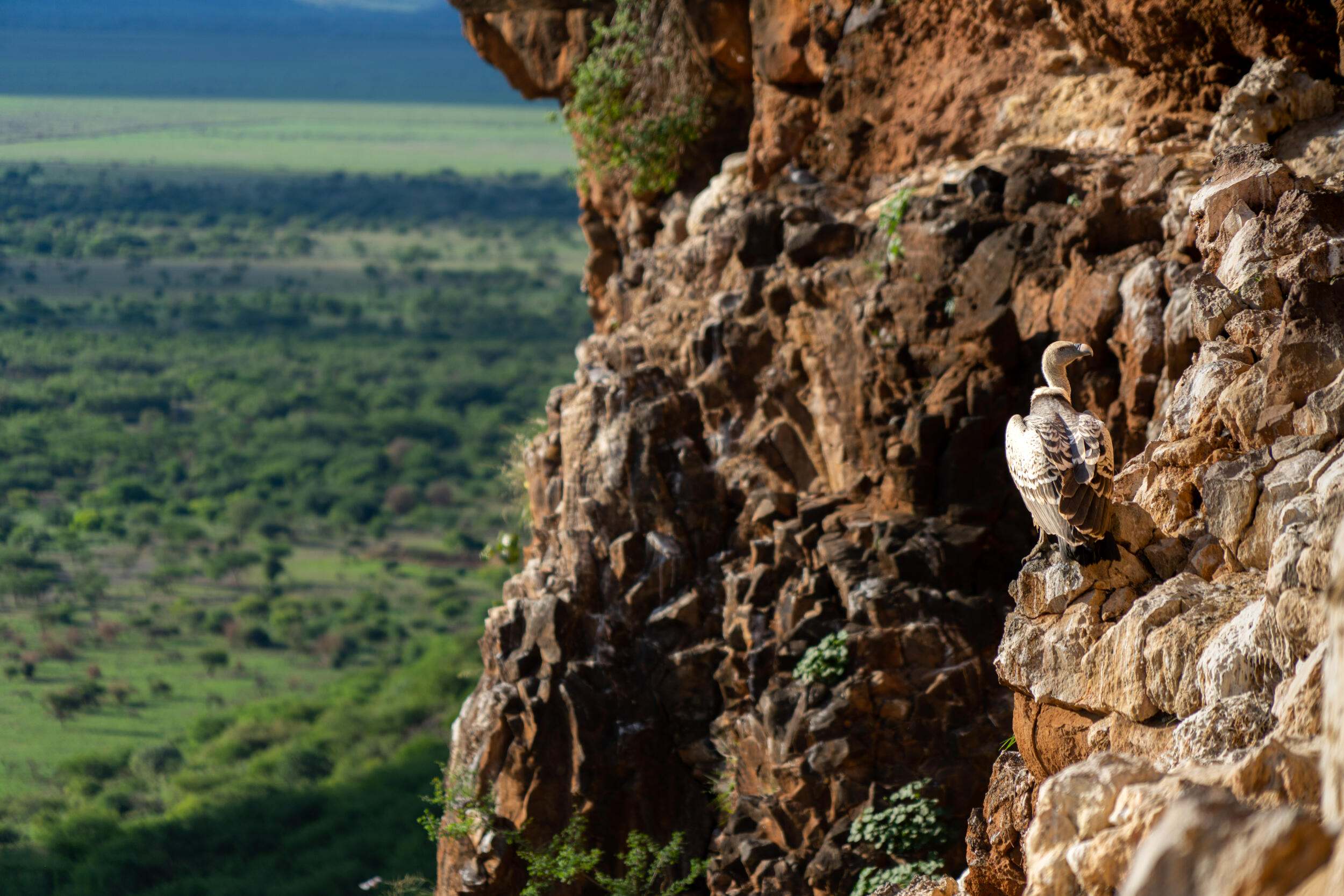 A vulture perched on a cliff face.