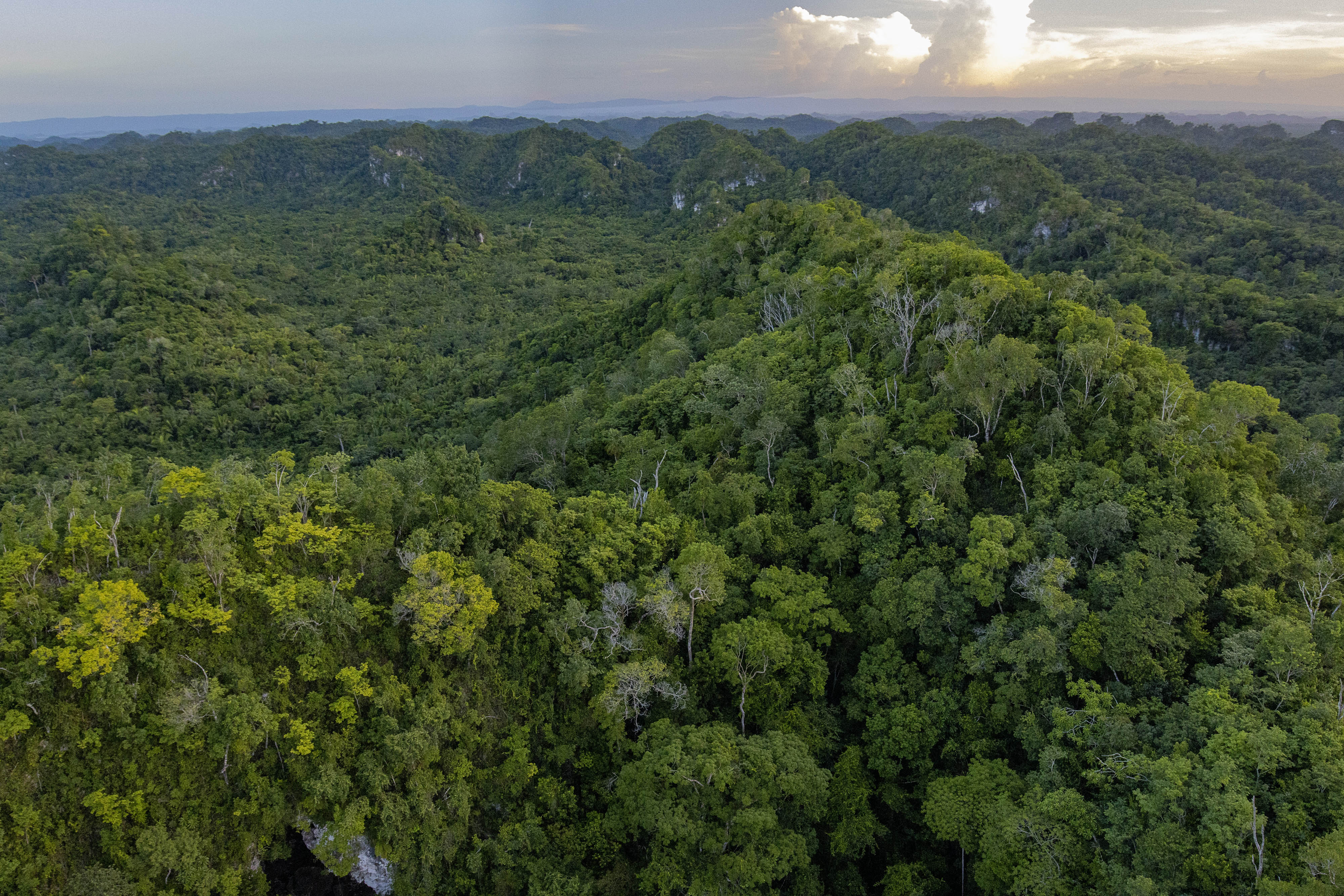 Aerial view of thick forested tree canopy in Belize.