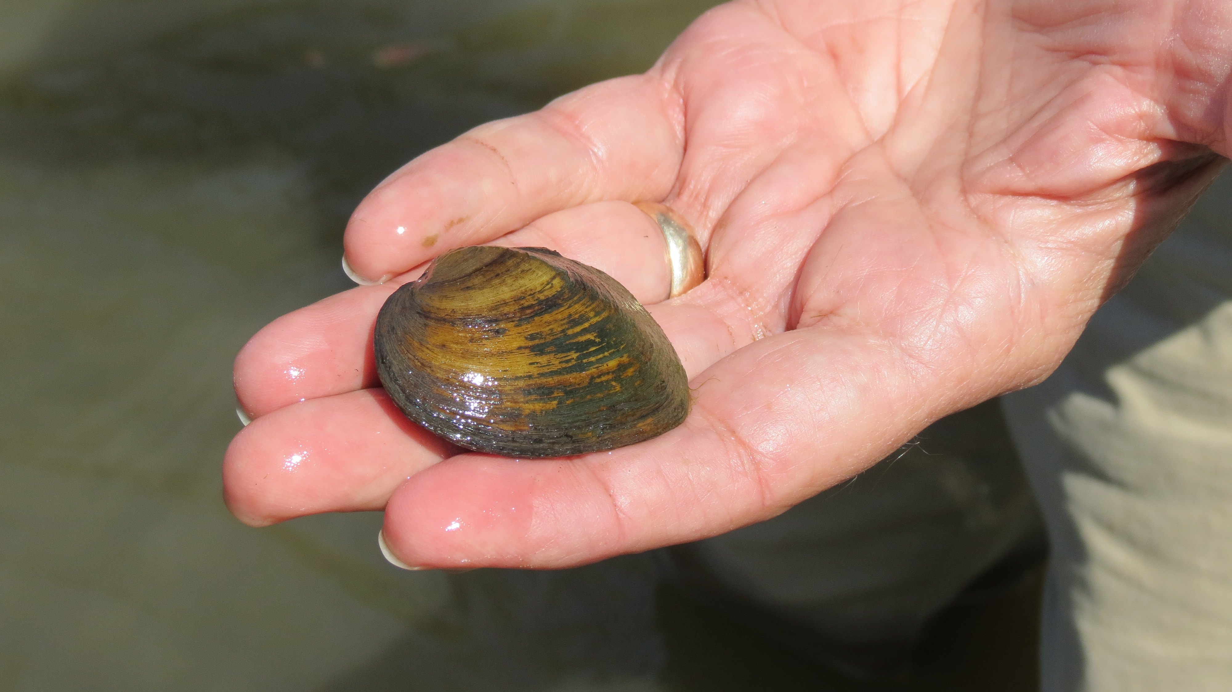 a small mussel rests in someone's hand.