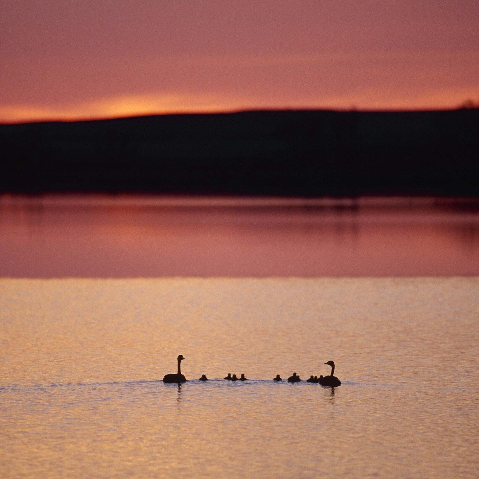 Family of geese on a lake with a pink sky in the background.
