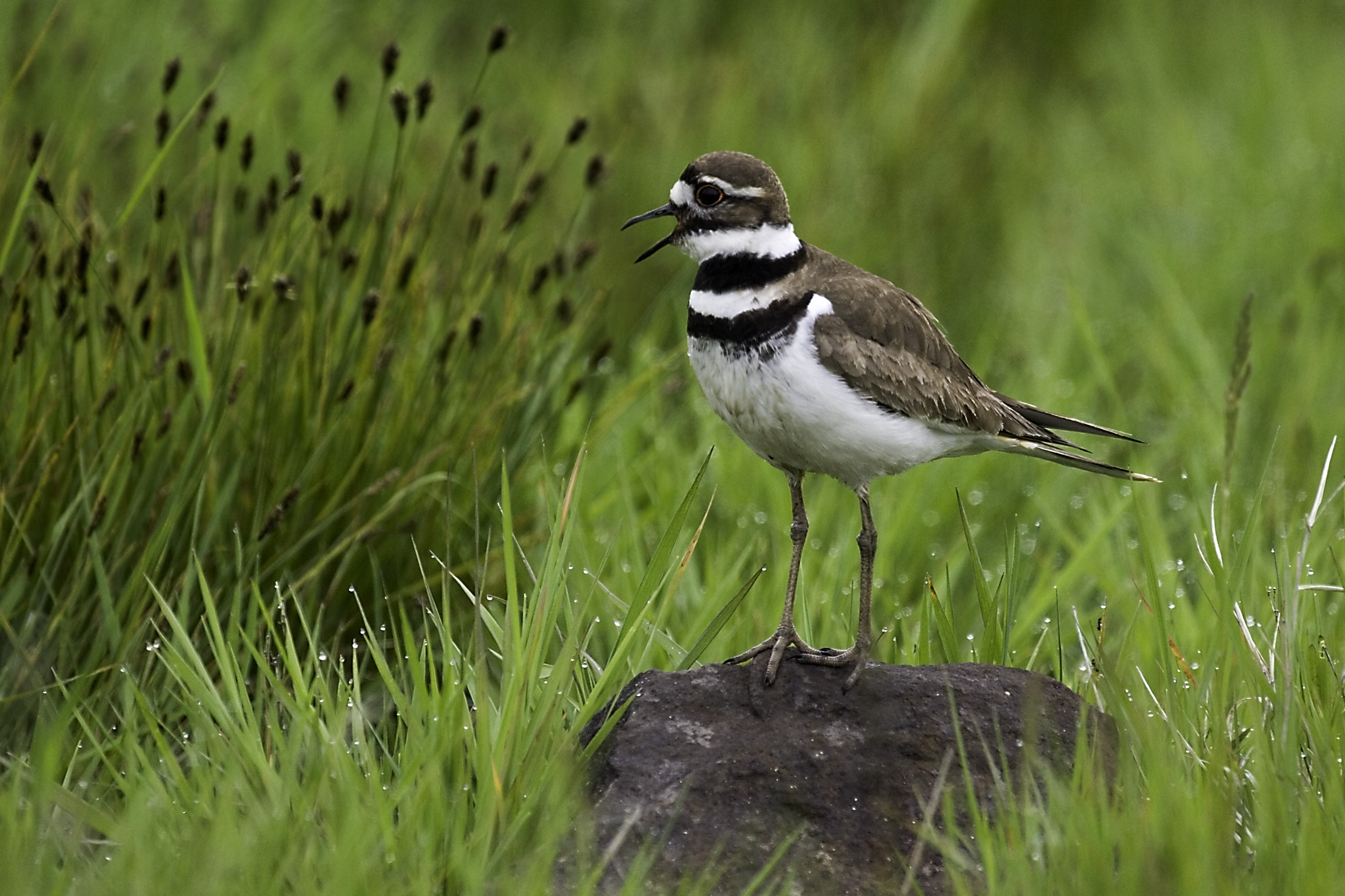 A brown shorebird with a white belly and two black stripes on its chest stands on a rock amid a grassy landscape.