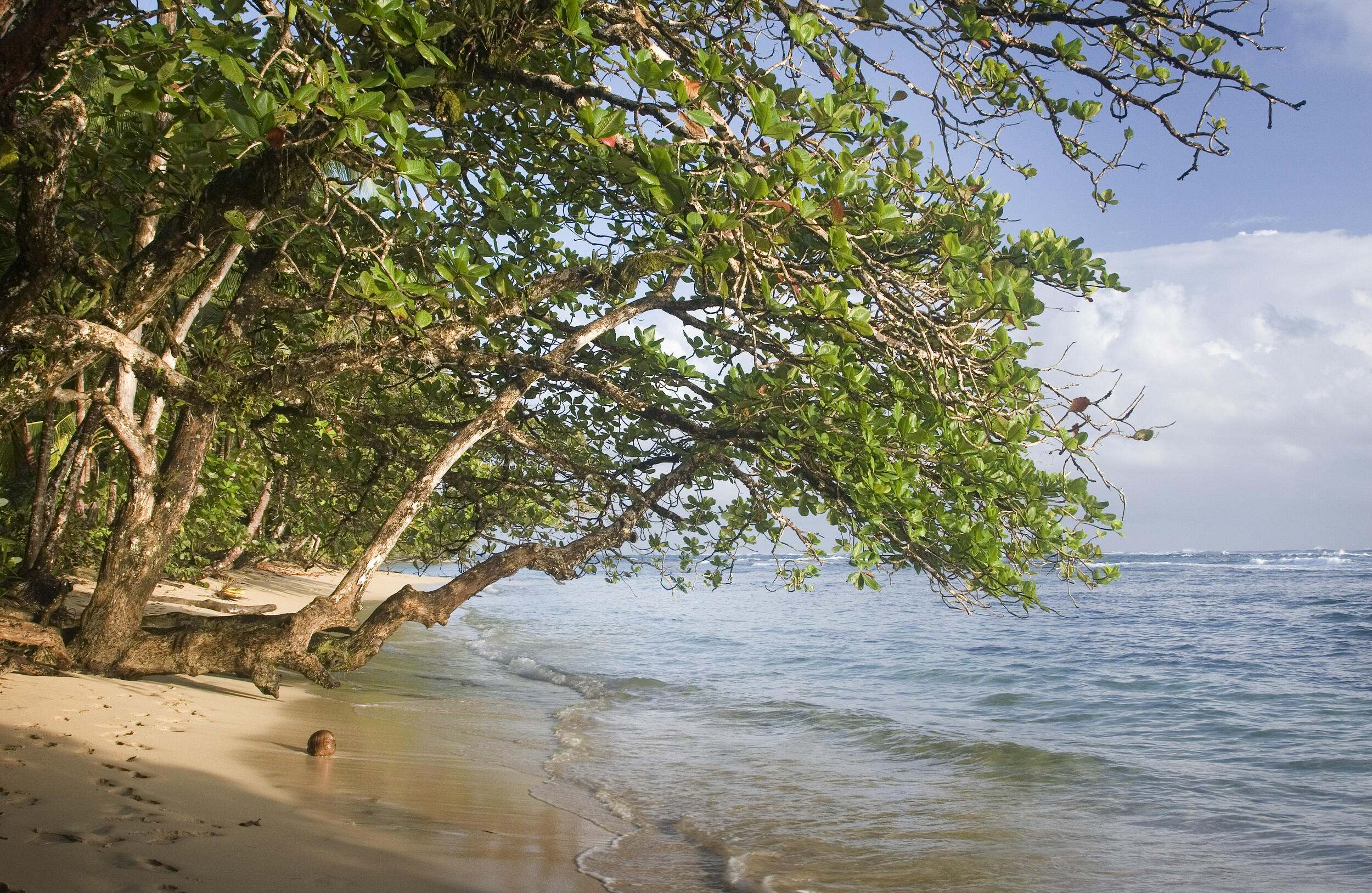 A tree on a beach leans out over the water at the shoreline.
