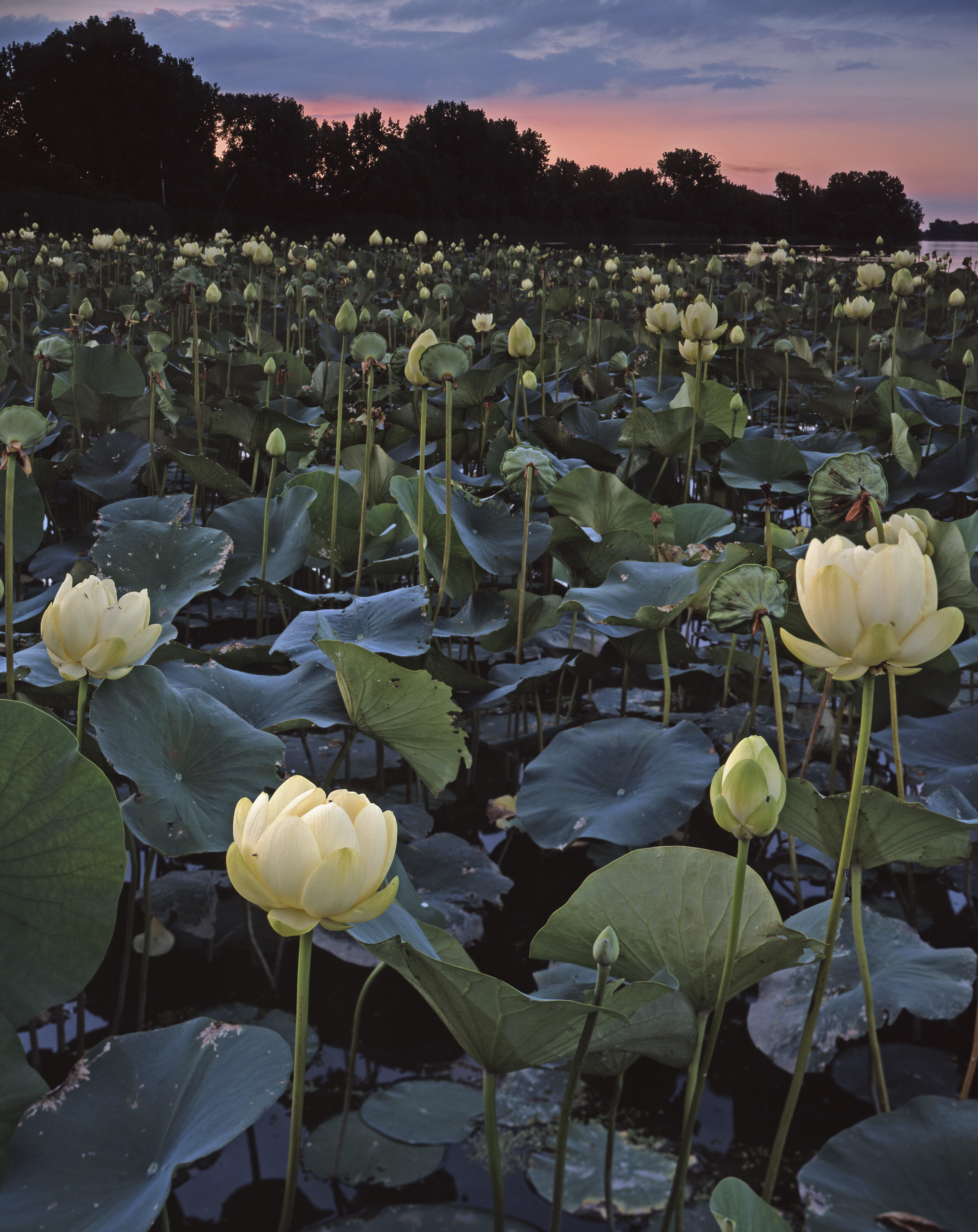 Lotus flowers bloom on the water at dusk at Erie Marsh.
