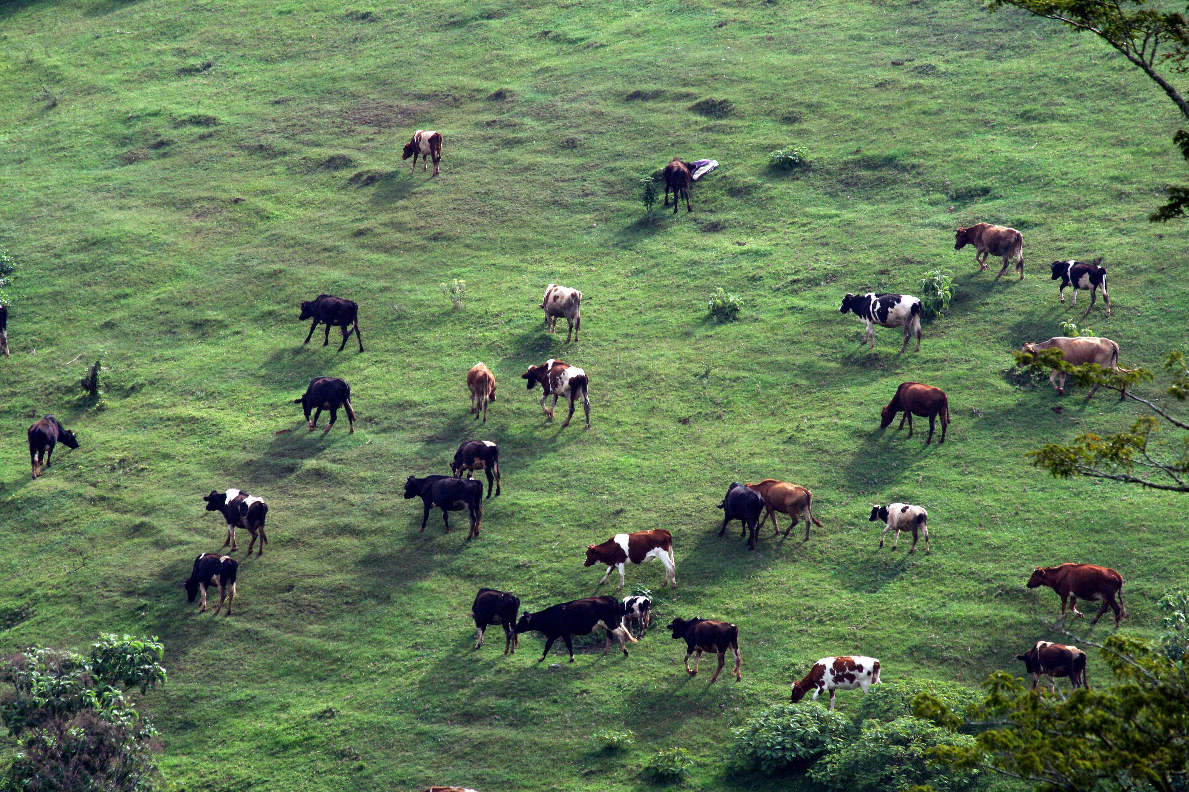 Cattle grazing on the slopes of Mount Kenya, Kenya. 