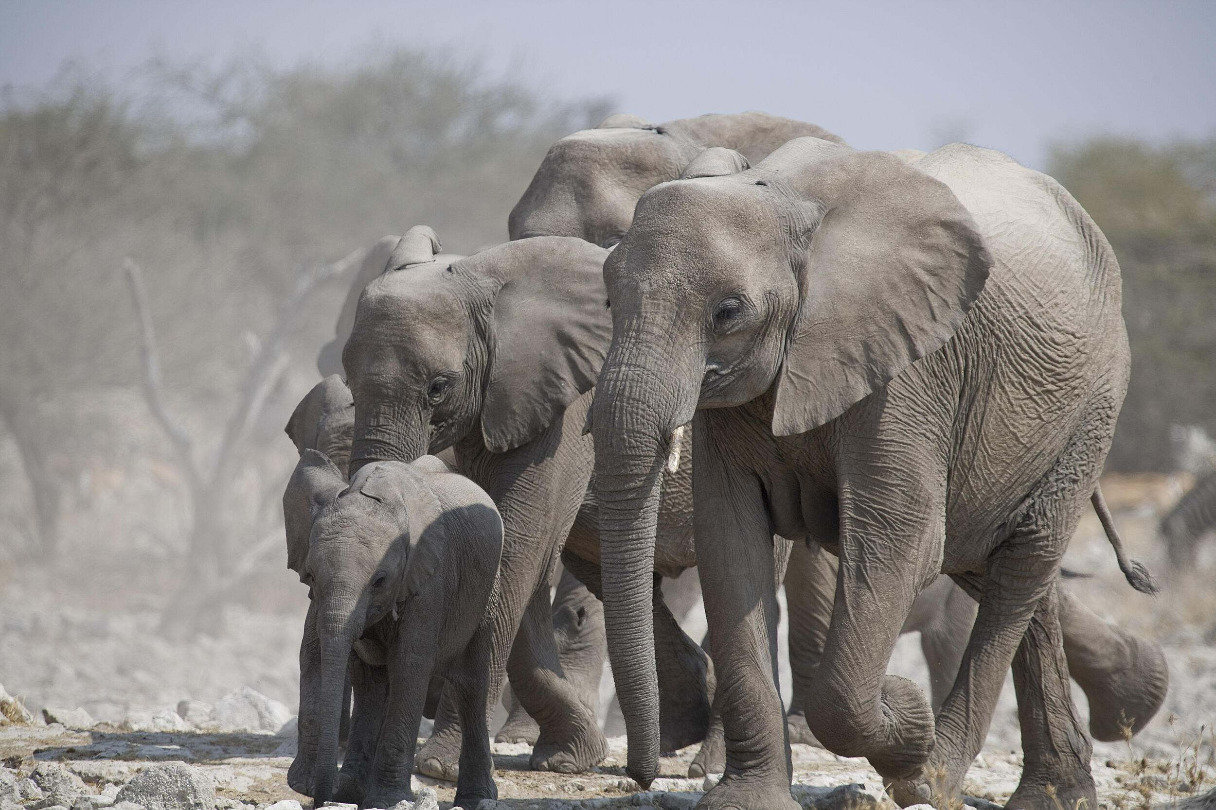 A herd of elephants walk down a dusty road.