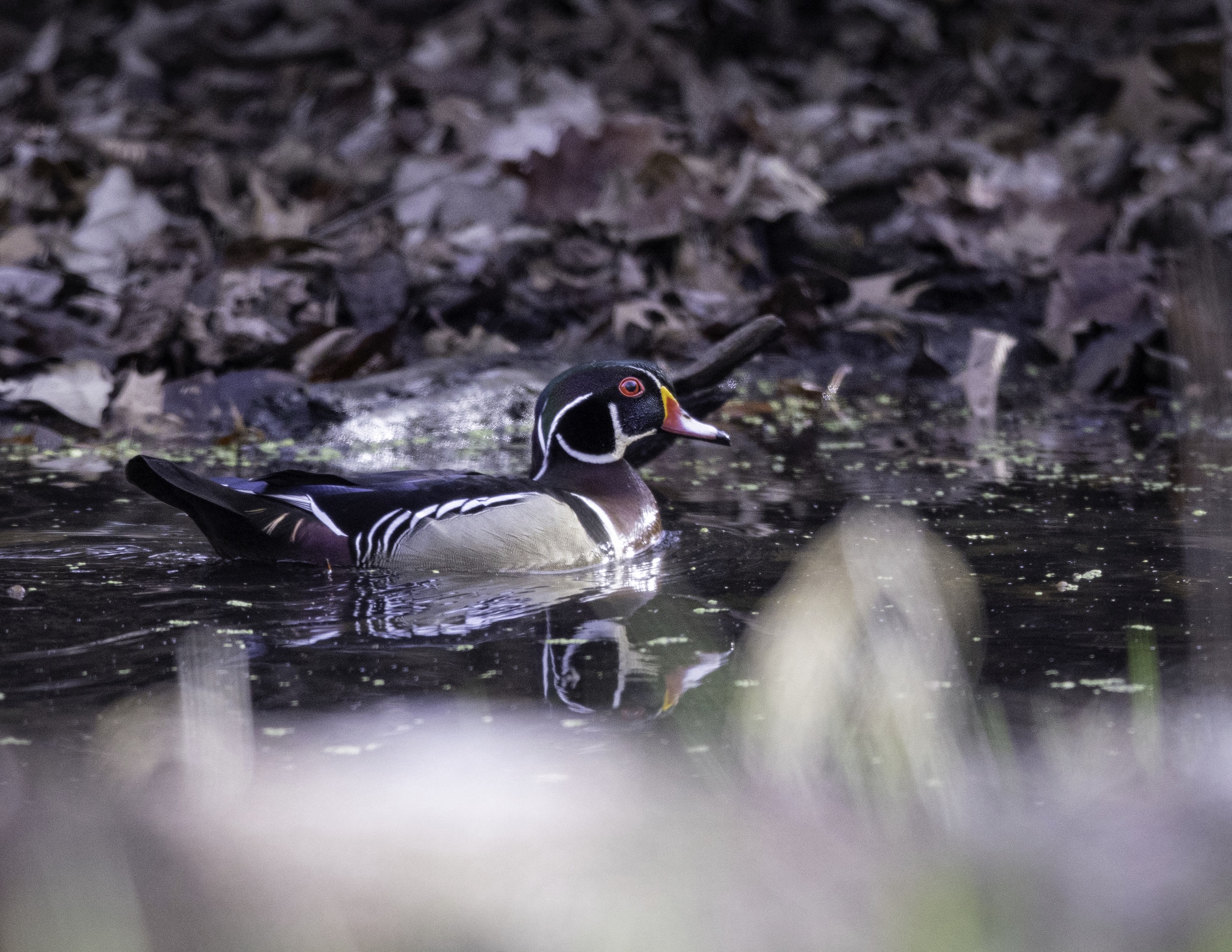 Wood duck swimming in wetland.