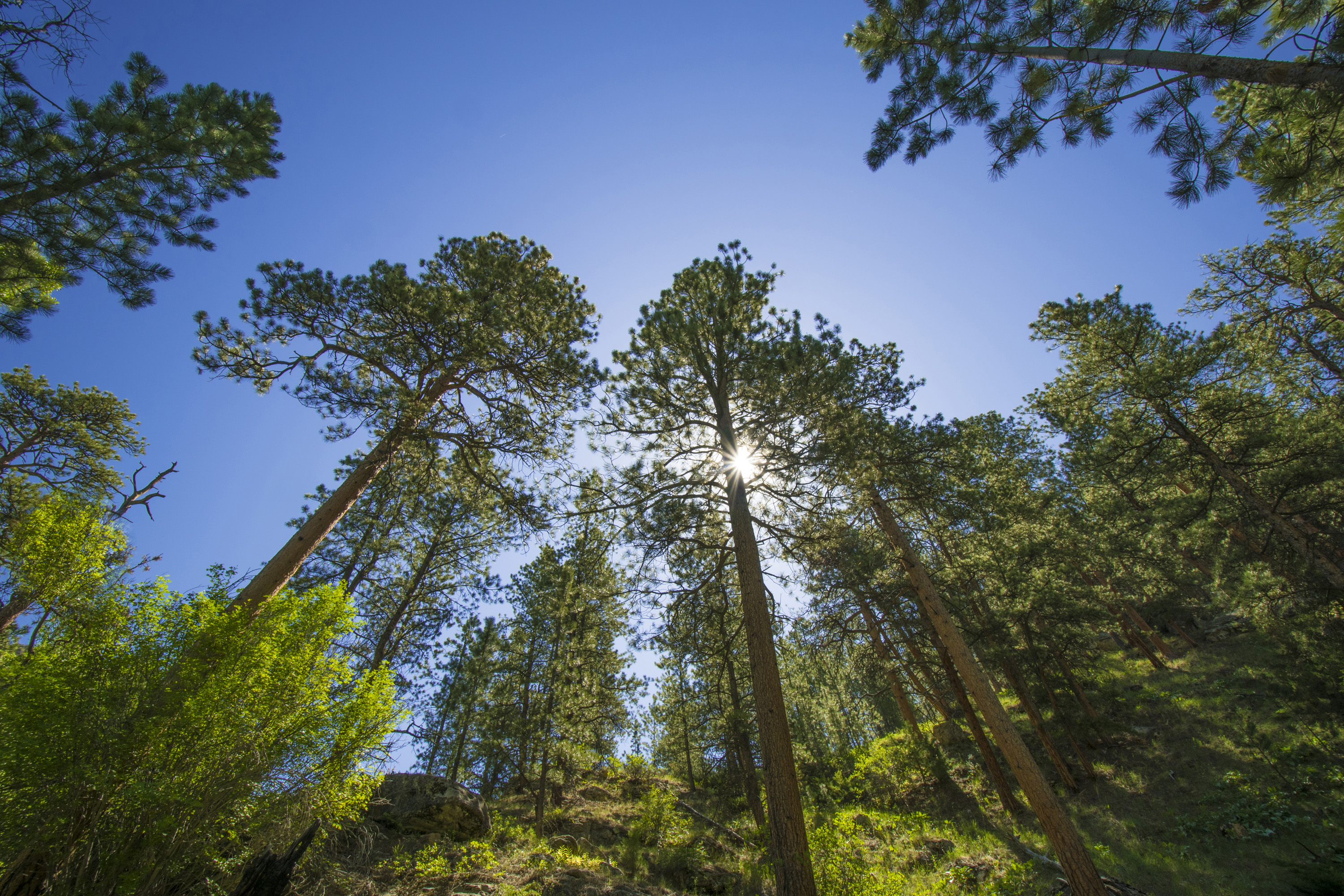 looking up at trees in a forest from the floor, the sun peaking through the branches.