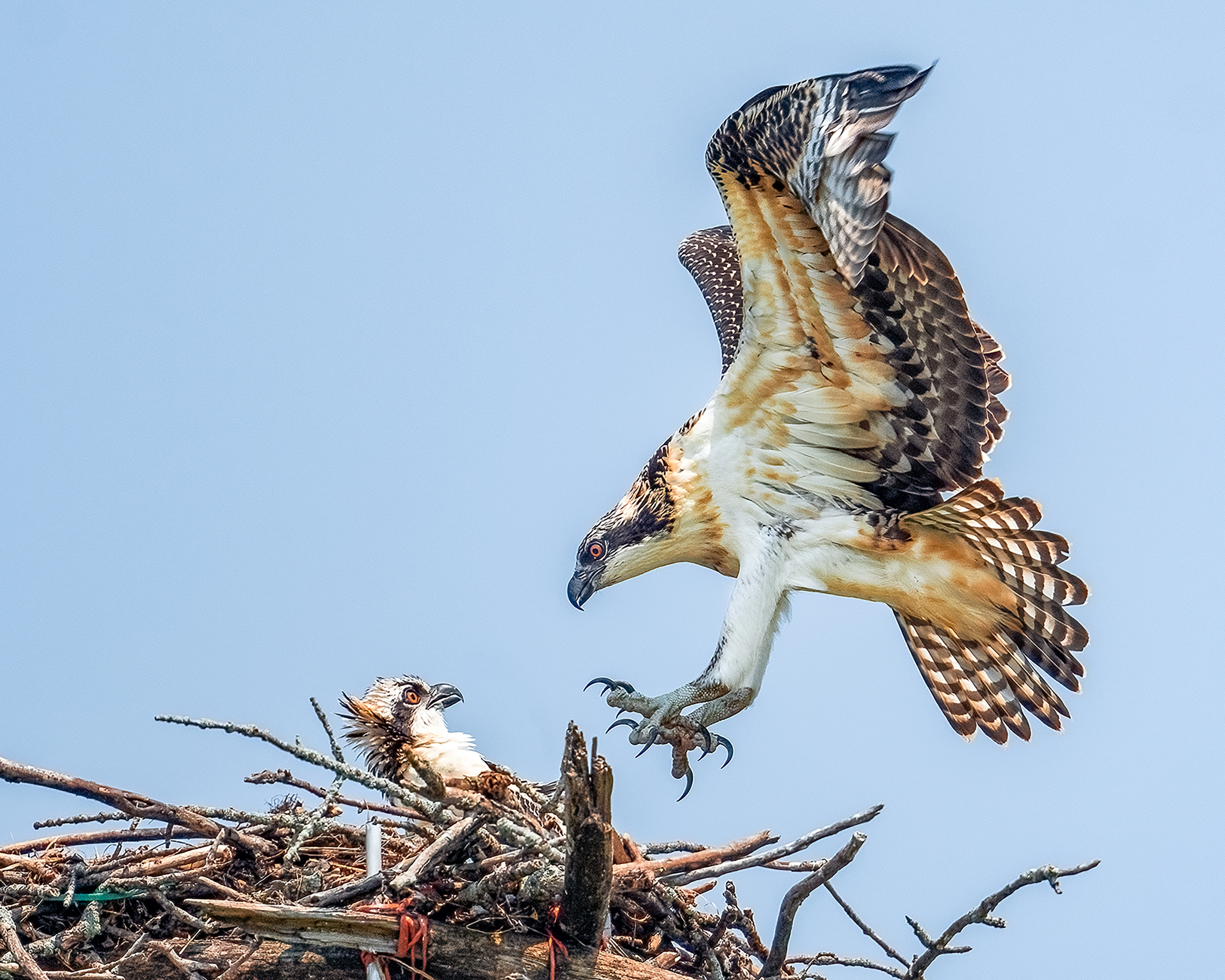 An osprey coming into land in a nest where another osprey sits. 
