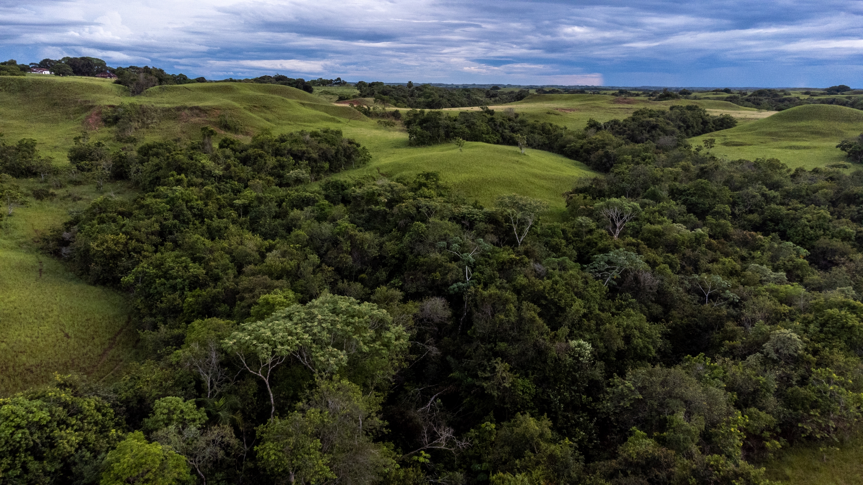 The tropical savannas of Manacacías and Orinoquia provide an important link between
the Andes and the Amazon.