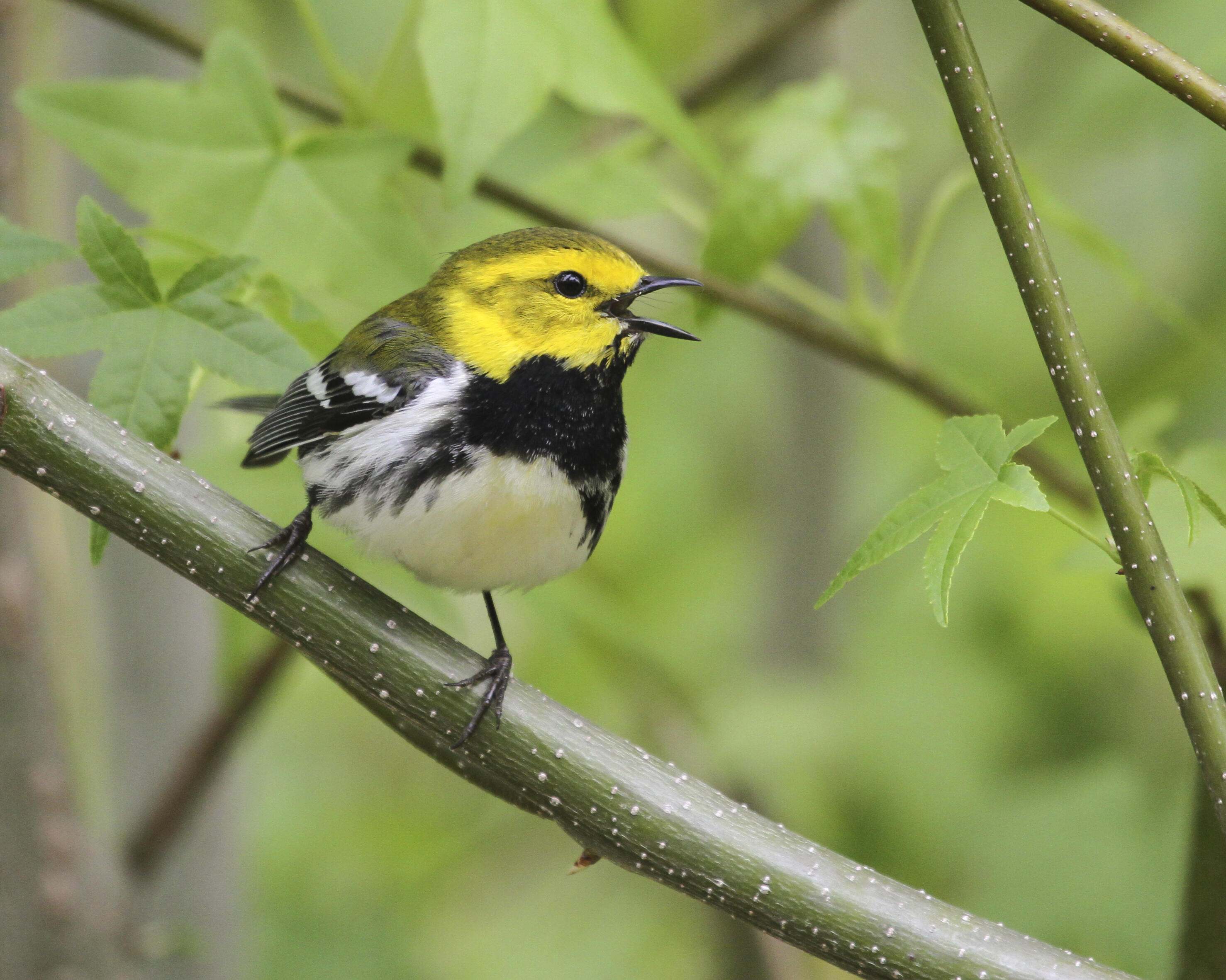 A small songbird with a yellow head, black throat and breast, white belly, and black and white wings sings as it's perched on a branch surrounded by green leaves. 