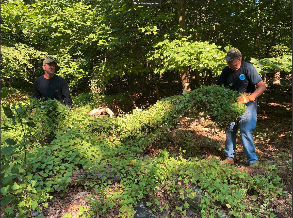 Two people pull on a a large green leafy weed in a forest.