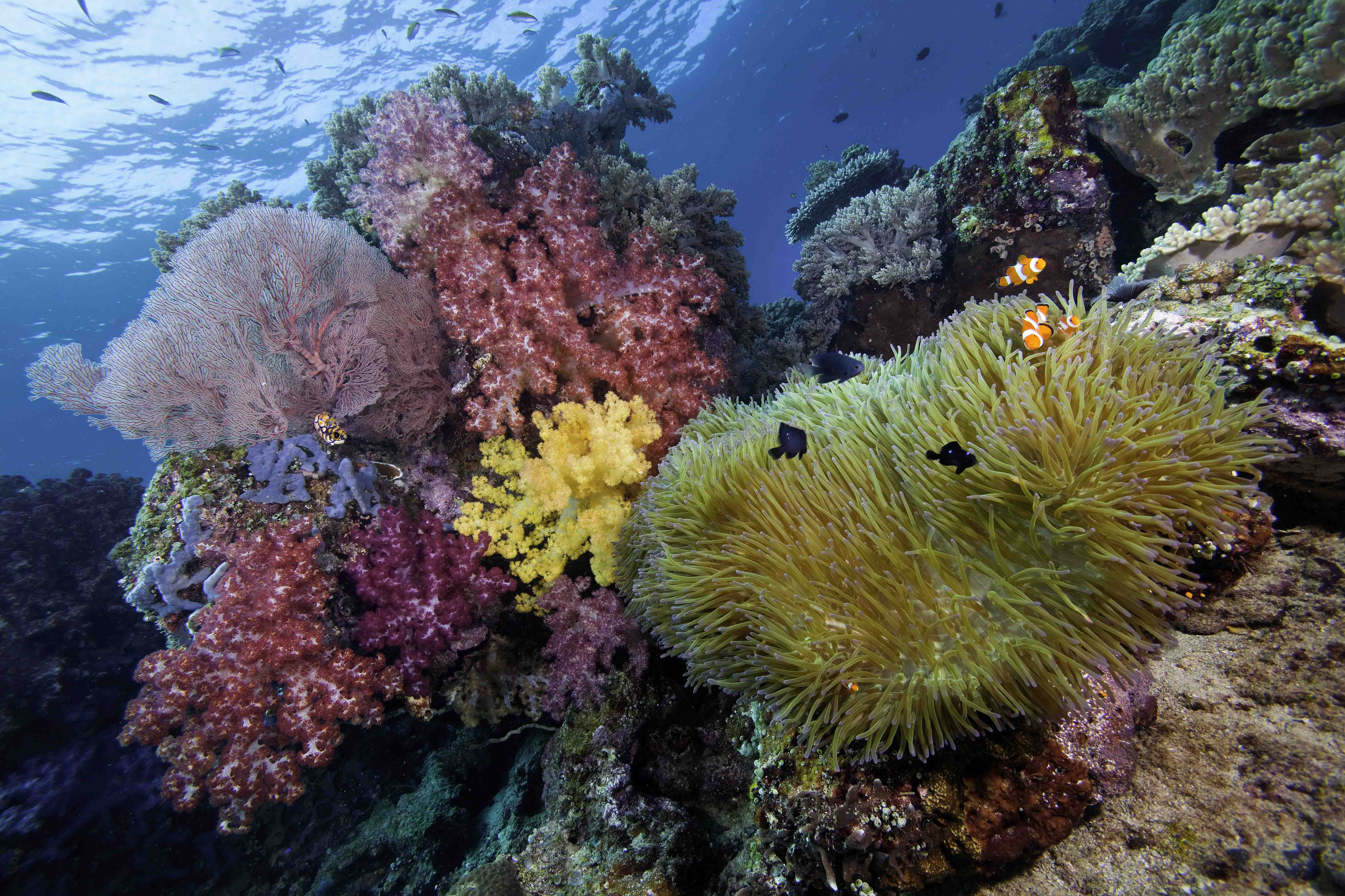 An underwater image of a vibrant and healthy coral reef