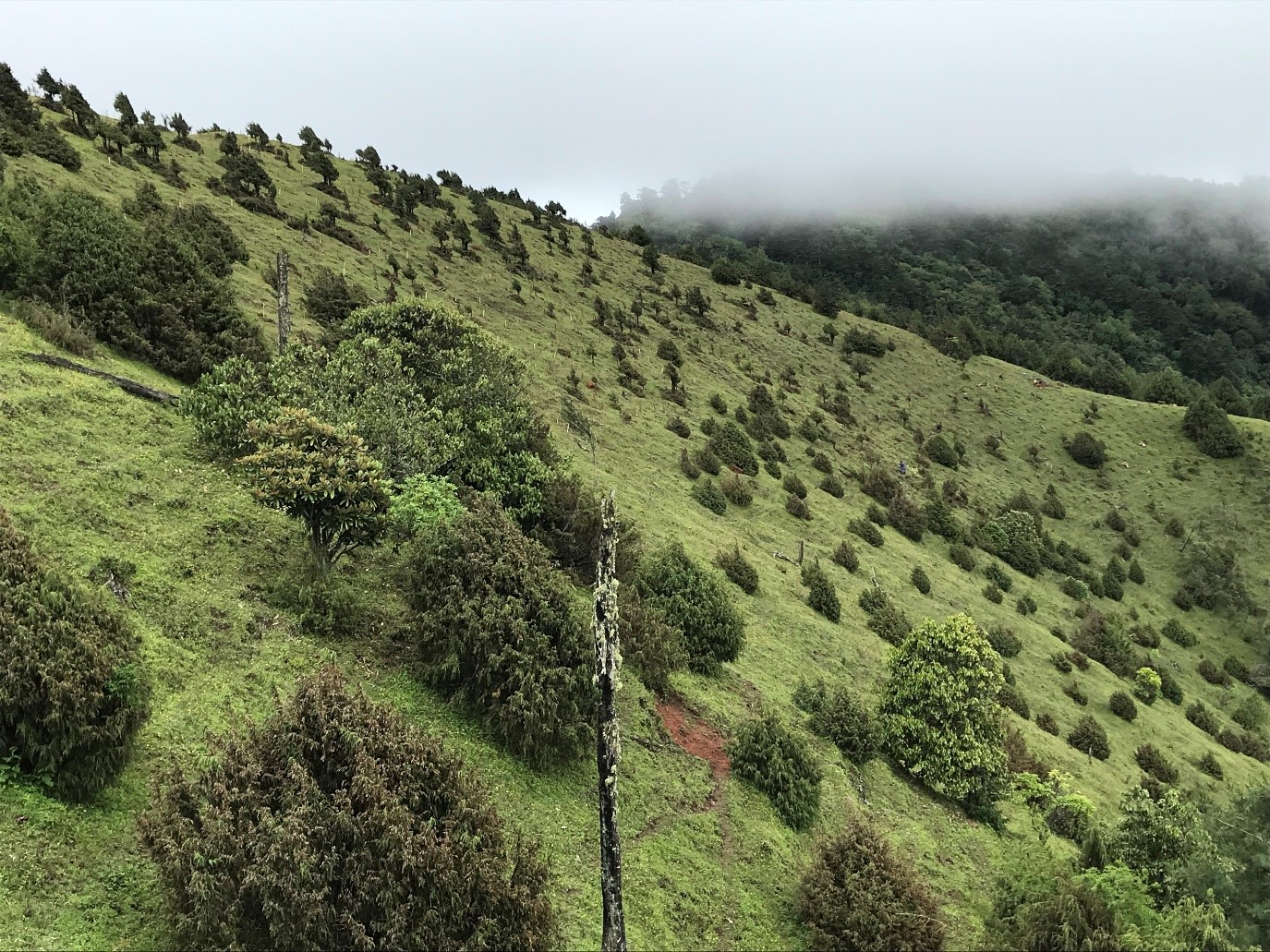 A hillside with young trees dotting the landscape.