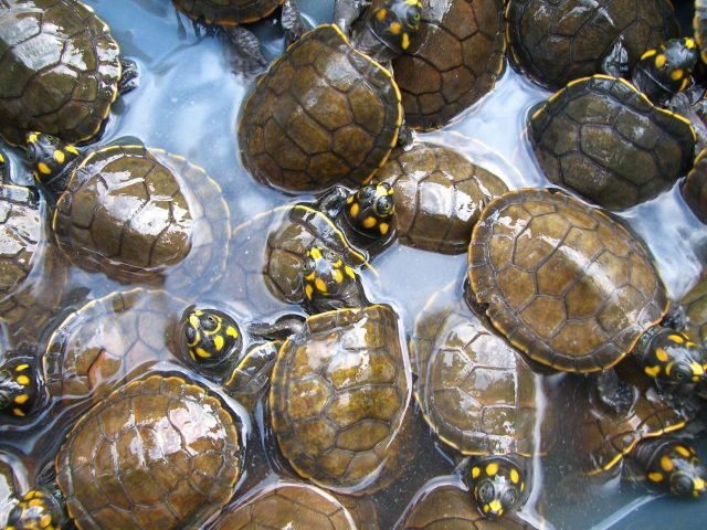 River turtles or tracajas (Podocnemis unifilis) in Oiapoque, in the northern Brazilian Amazon. Here, the Conservancy has partnered with local indigenous communities and university researchers to develop a project to keep river turtle populations stable, as part of our strategy for natural resource management in indigenous lands of the Amazon.